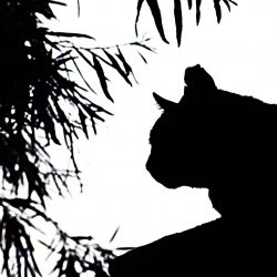 NWA Community Cat Project Dark Cat Logo